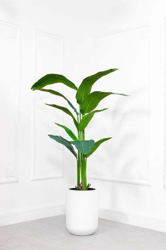 Plantas